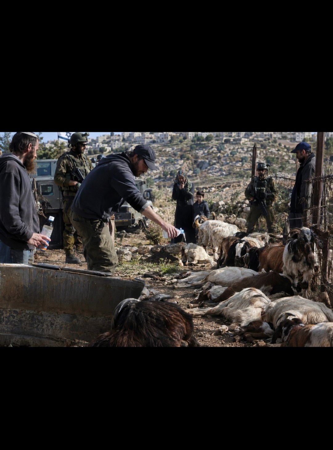 Dugaan Peracunan Kambing Milik Warga Palestina, Pemukim Israel didampingi IDF Kembali Disorot